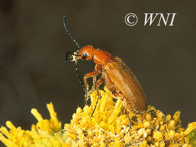 Nemognatha lutea (Meloidae, Coleoptera)